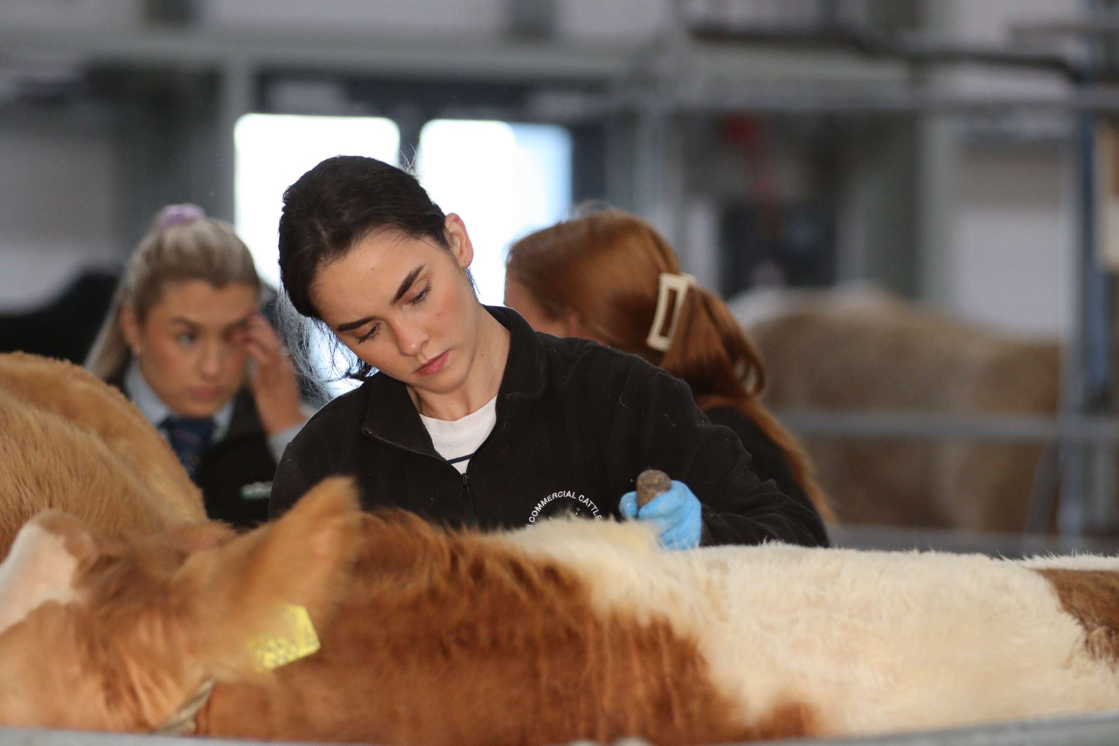 Exhibitors Prepare for New Weights